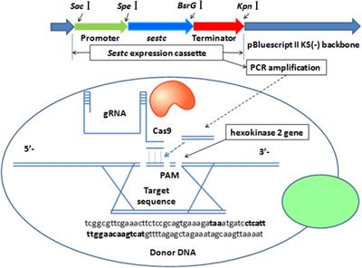 CRISPR-Cas9 Approach Constructing Cellulase sestc-Engineered Saccharomyces cerevisiae for the Production of Orange Peel Ethanol